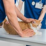 Waarom ontwormen belangrijk is voor de gezondheid van je kat